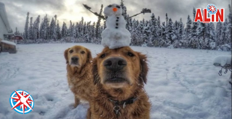 Дві собаки у снігу